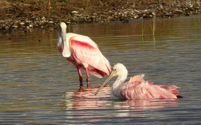 Why Roseate Spoonbills Are Quickly Becoming My Favorite Bird