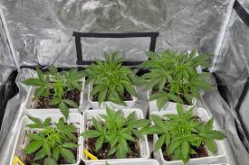 Exploring the Unique Qualities of the Mexican Red Hair Strain